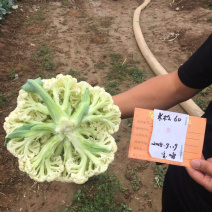 耐热松花米松60和耐热葫芦种子
