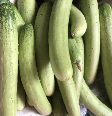 2毛一斤,黄瓜,量大!欢迎采购!