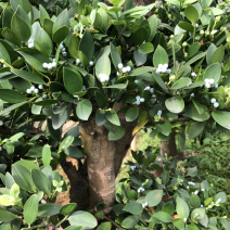 圆叶竹柏嫁接盆景花园绿化景观