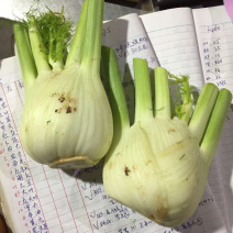 根茎类