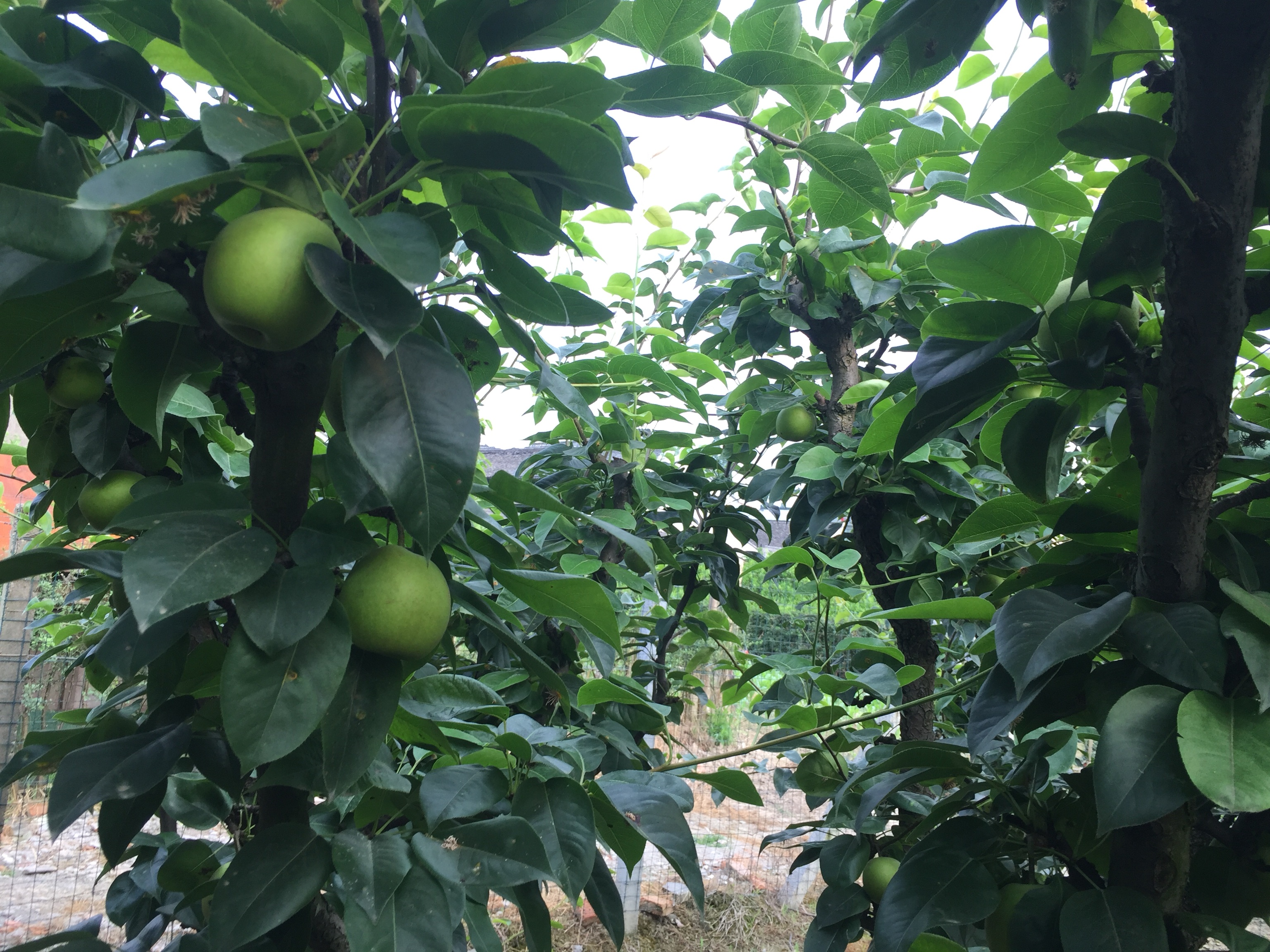苏翠梨与翠冠梨植株对比图
