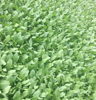 [油麦菜批发]油麦菜小苗价格10.00元/件 - 一亩田