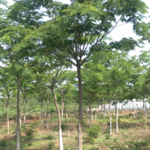 合欢树10-12公分.苗圃出售优质合欢.成活率高。