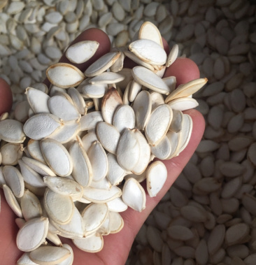 白南瓜籽全检合格产品药厂专供