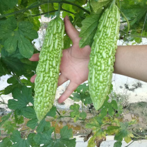 长秀珍珠苦瓜苗