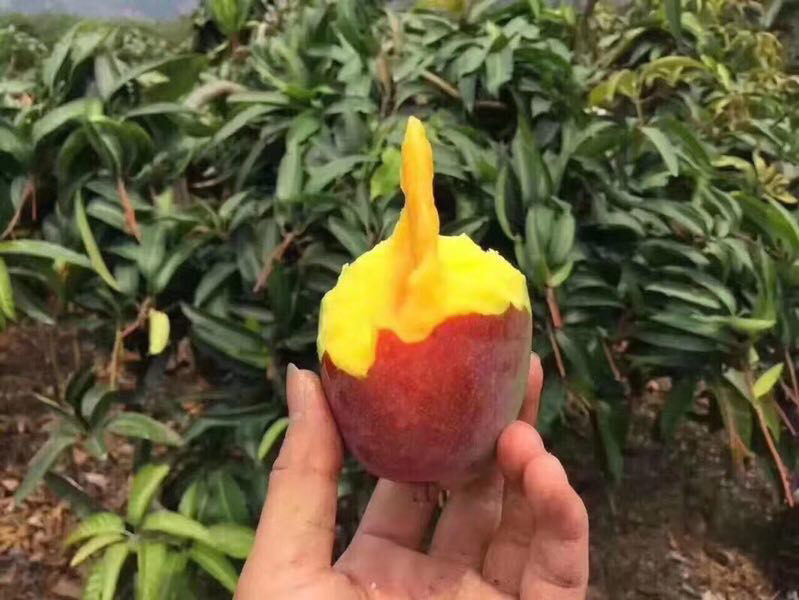 一位女性消费者在厨房台面上切开一颗金黄色的贵妃芒,刀切至中部时露出褐色坏死组织,她的面部表情显示出惊讶与失望,背景可见水槽和砧板,营造真实生活场景 消费者正在用刀切开一颗外表完好的贵妃芒,表情惊讶