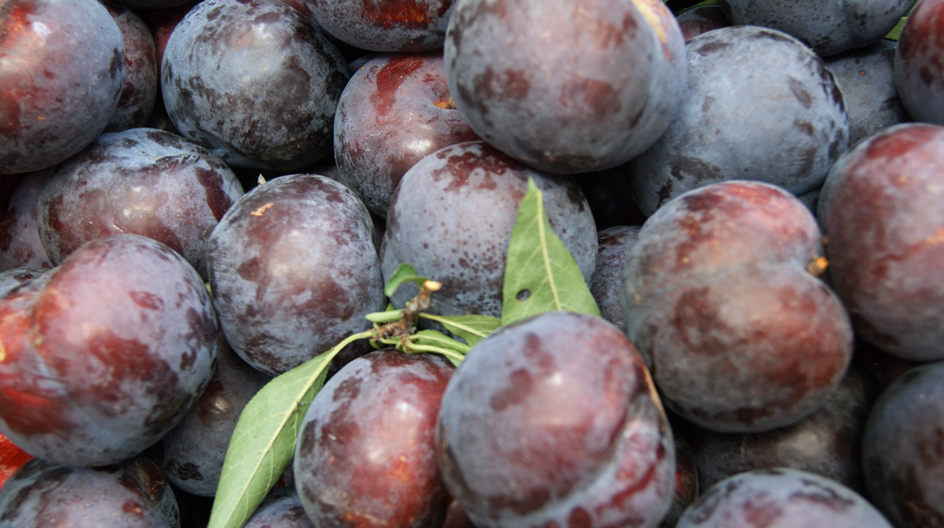黑宝石李子特写,展示其深紫色果皮和饱满果实 黑宝石李子特写