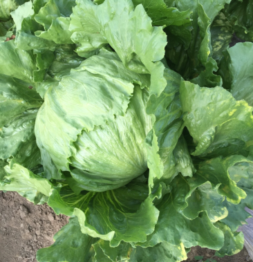 结球生菜1斤～1.5斤左右