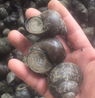 厚壳中华圆田螺种螺商品螺产地直供包成活包技术