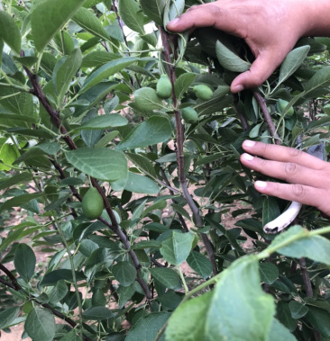 西梅李子苗法兰西蓝密女神西梅系列3公分