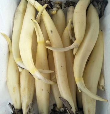 马踏湖白莲藕水果藕