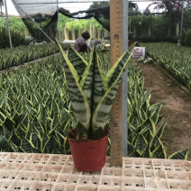 虎皮兰白玉高脚荷花兰哈尼矮脚水培虎皮兰青叶