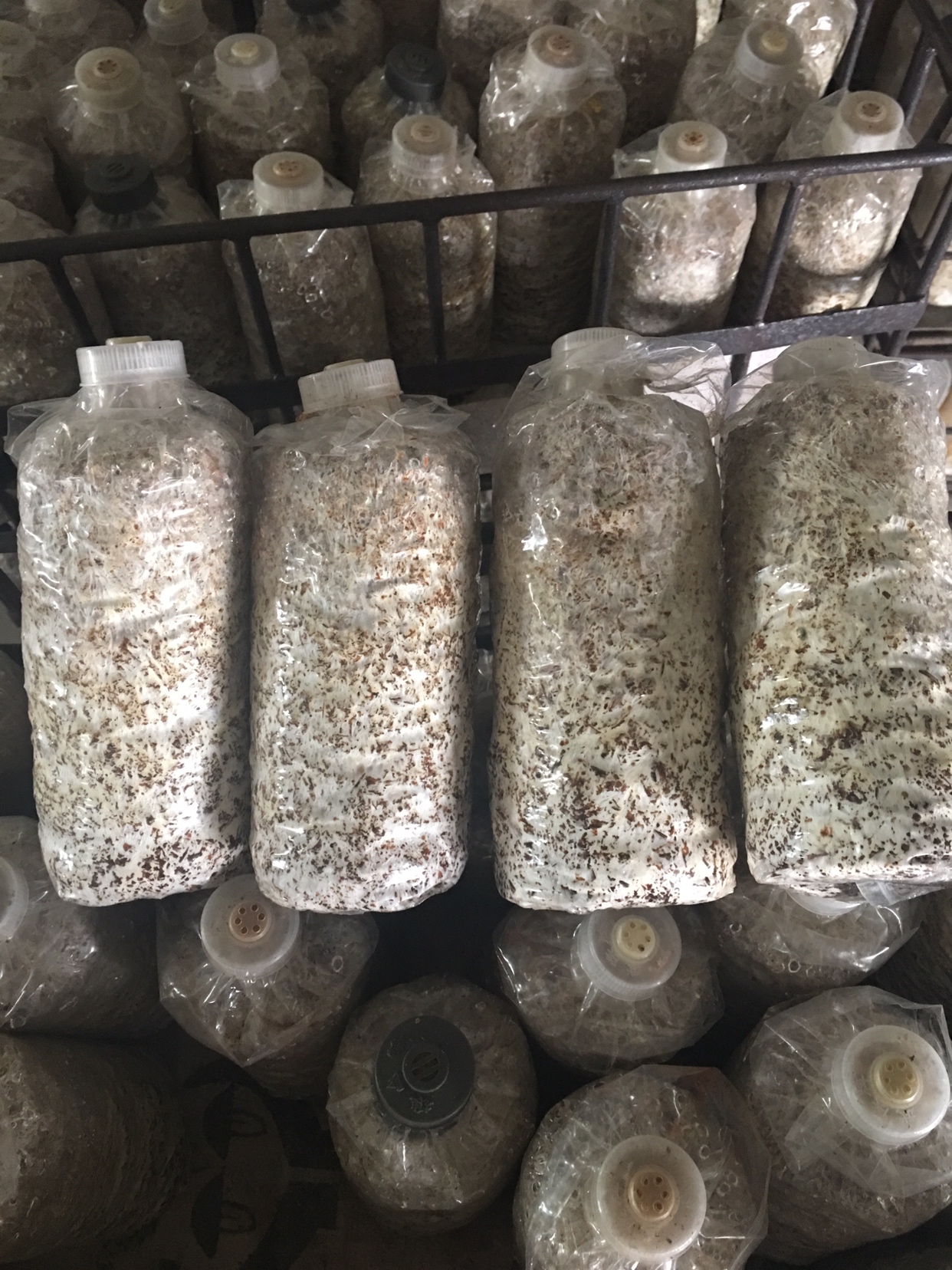 [批发]大球盖菇菌种质优价廉现货供应价格3.00元/袋 - 一亩田