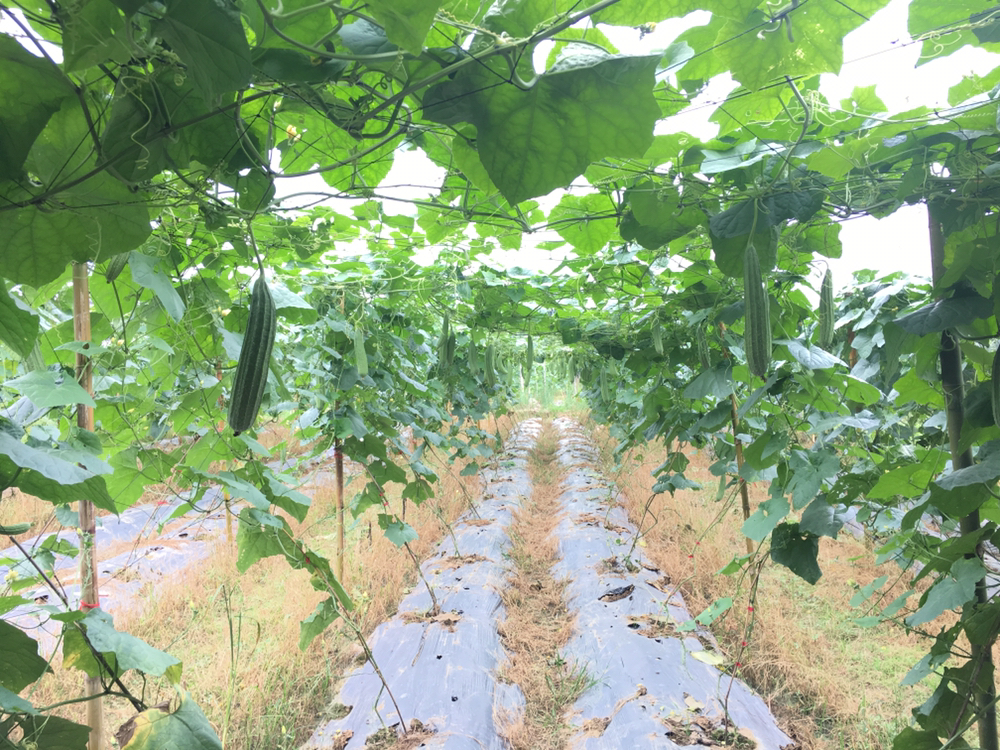长丰丝瓜田间生长实景