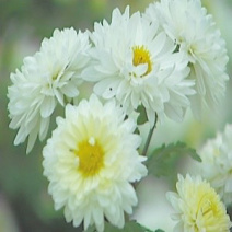 怀菊花