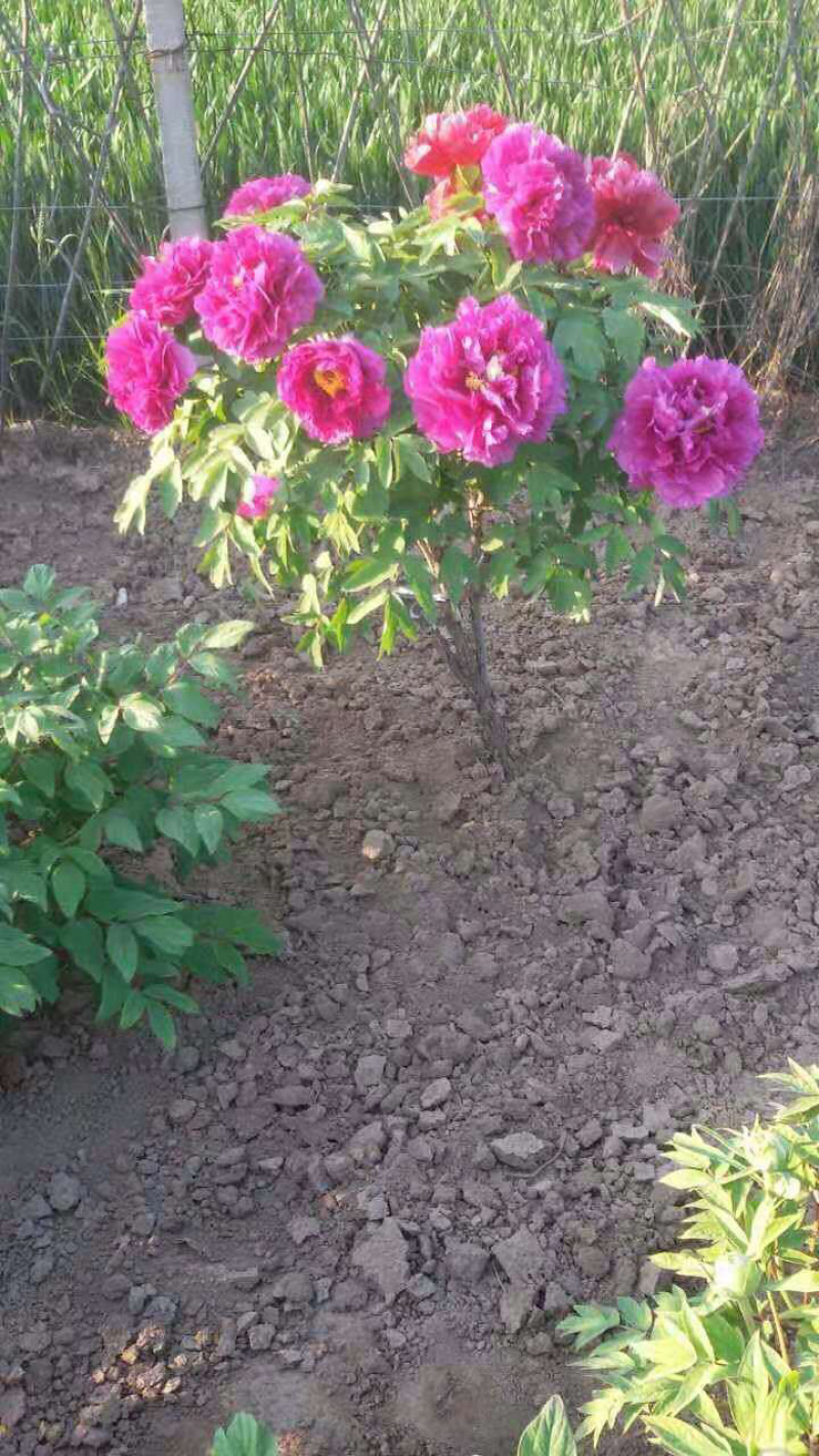 菏泽一亩地多少钱(菏泽一亩地种庄稼挣多少钱?)