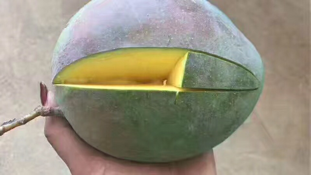 凯特芒切开展示果肉