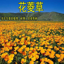 花菱草种子春秋播种多年生耐寒花种绿化花籽庭院阳台盆栽花卉