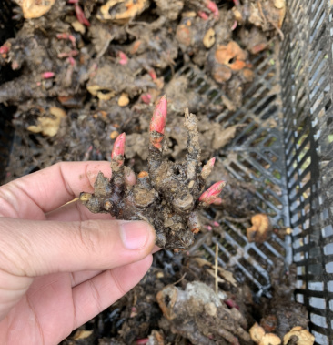 芍药根块四季盆栽花苗耐寒绿植适合冬天种的花卉室内庭院植物