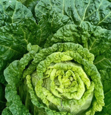 大白菜 山地黄心,湖北长阳高山反季节蔬菜