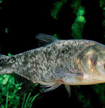 花鲢大花莲鱼黑花666