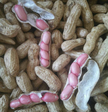 [红米花生批发]河南开封新鲜四粒红花生陆续上市中.