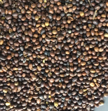 [苦参种子批发]苦参种子价格12.00元/公斤 - 一亩田