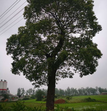 [樟树批发]80-90-100公分香樟价格5380.00元/棵 - 一亩田