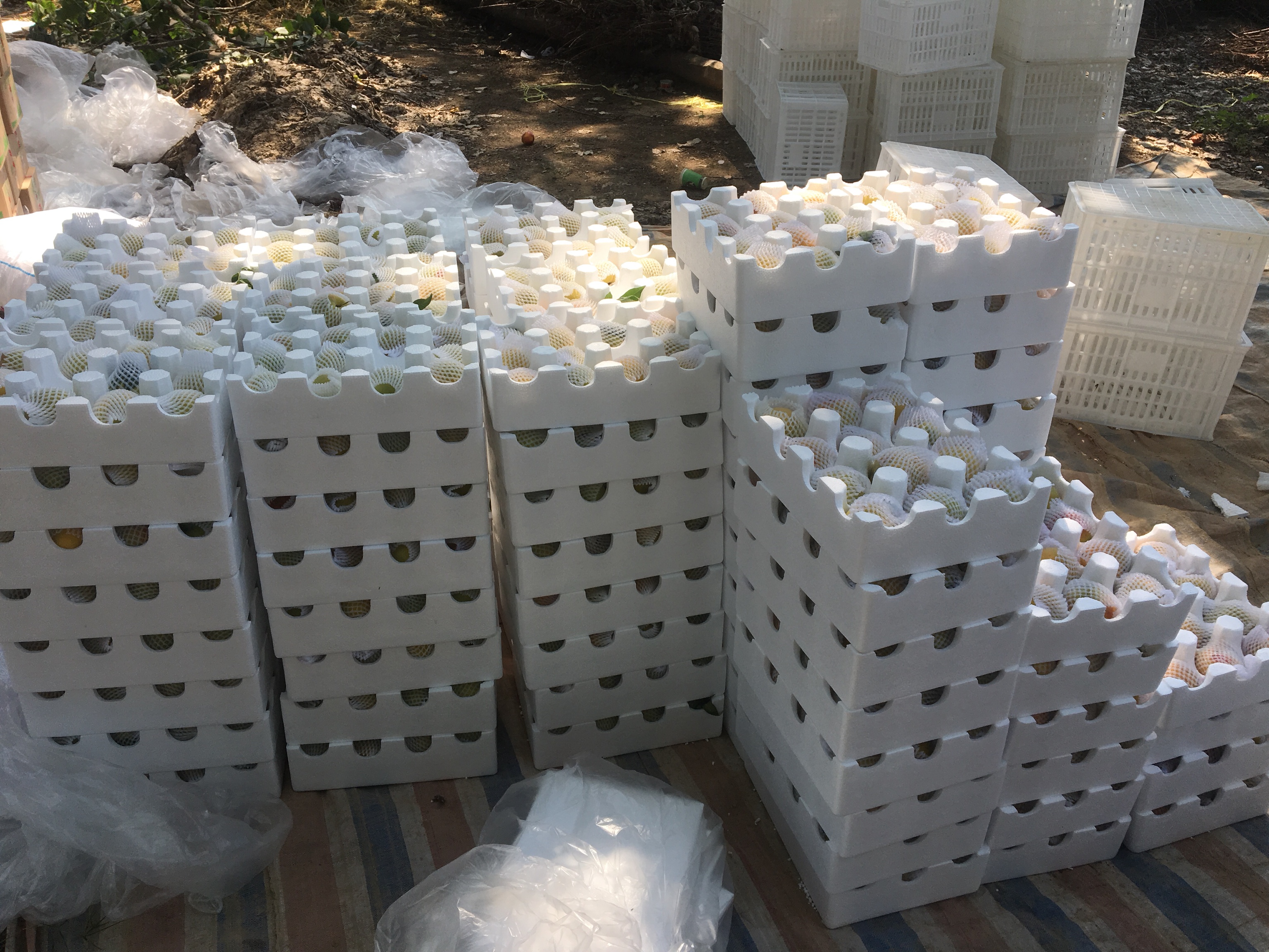 83黄桃加工生产线