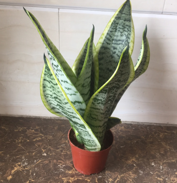 矮金边虎皮兰3颗一盆