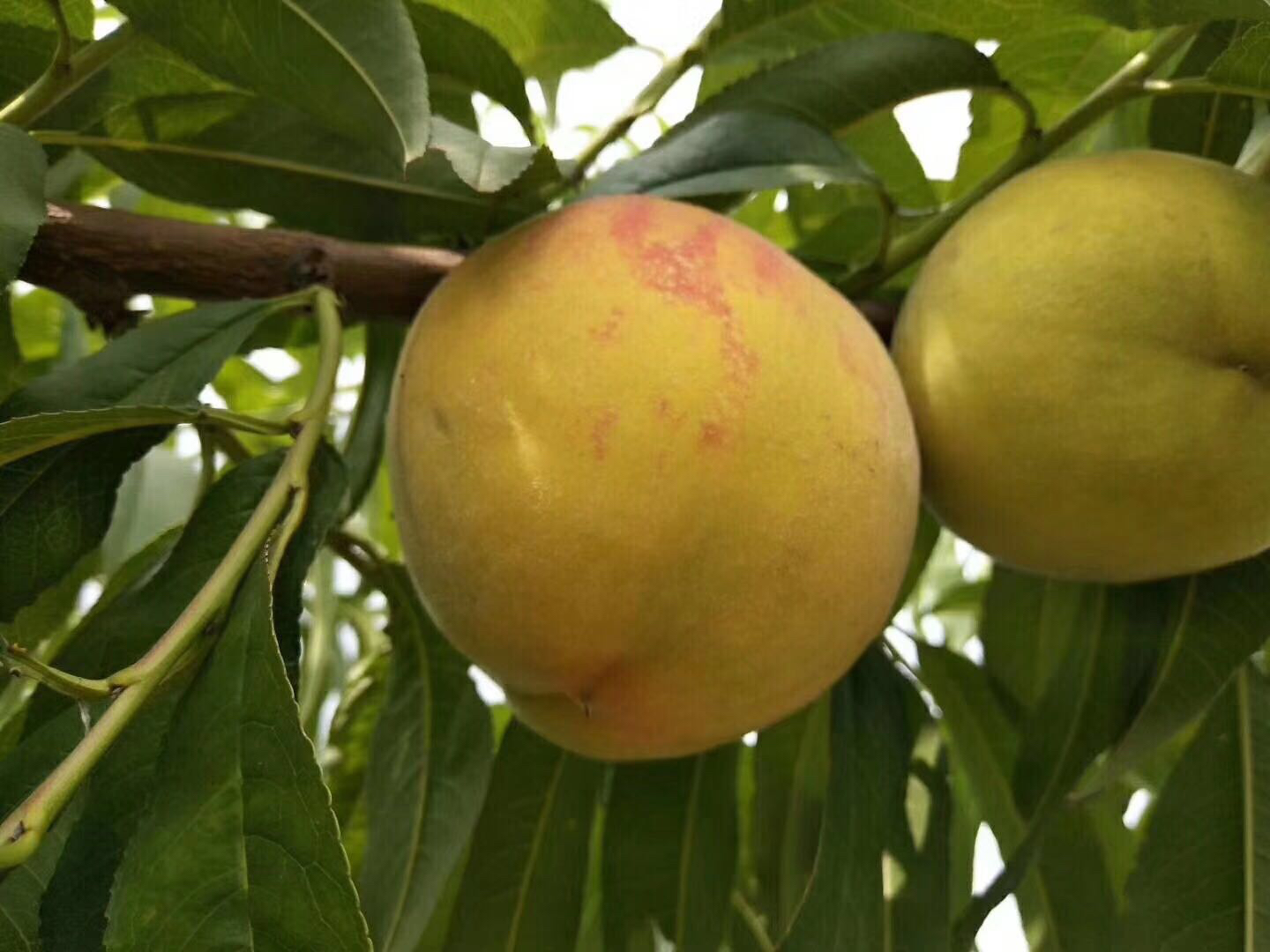 83黄桃果园采摘场景