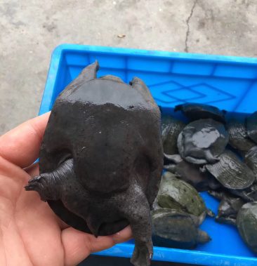 清溪乌鳖乌甲鱼乌鳖中华乌鳖黑水鱼