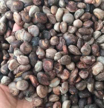 [槟榔批发]水槟榔价格50.00元/斤 - 一亩田