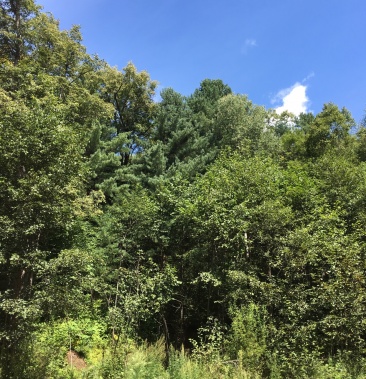 东北小兴安岭纯野生段树蜂蜜