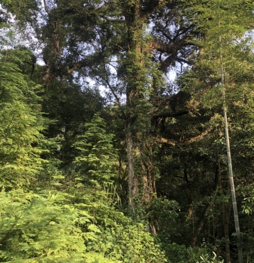 株木150树行漂亮健康