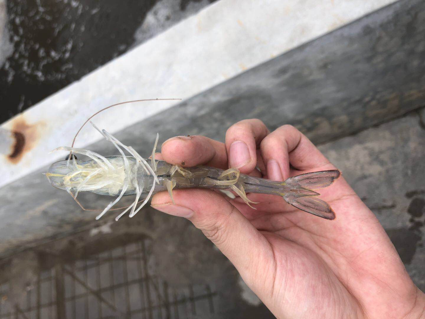 白对虾与基围虾对比图：左侧为鲜活白对虾（体长12–16cm，体表光滑无斑纹，第二触角鞭细长，尾扇宽大呈浅青灰色）；右侧为鲜活刀额新对虾（基围虾典型种，体长8–12cm，额角上缘具6–9齿、下缘具3–5齿，步足末端呈鲜红色，腹部侧面有明显棕色横斑）；背景为透明水族箱环境，两虾分置两侧，比例真实，光照自然