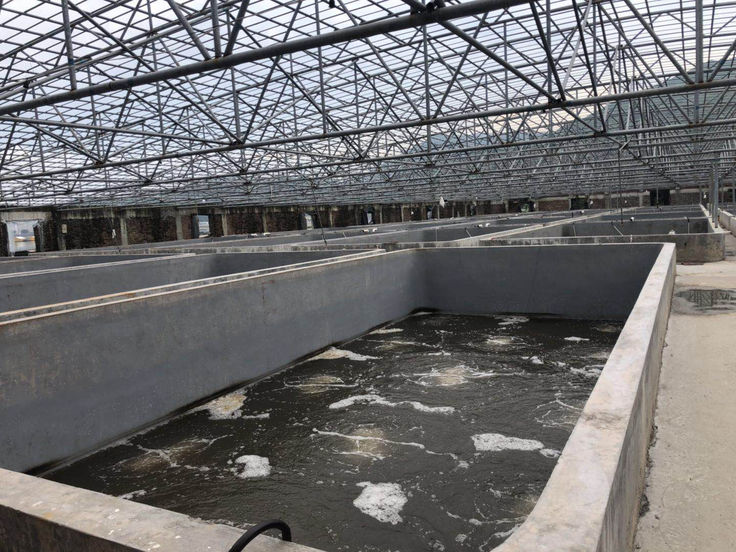 航拍视角下的长白对虾养殖场:灰白色钢结构多层养殖厂房整齐排列,屋顶铺设太阳能光伏板;厂房间可见保温水渠与绿色植被带,远处隐约可见长白山余脉雪顶;入口处标牌清晰显示'长白对虾养殖场·国家数字渔业示范基地'字样 长白对虾养殖场现代化恒温养殖车间全景