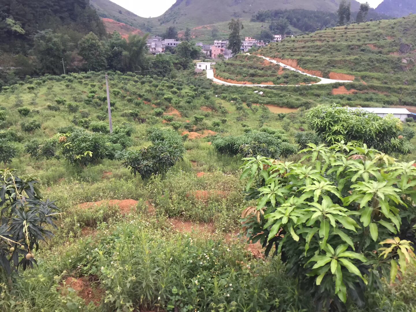 四川省攀枝花市仁和区一片连绵起伏的凯特芒种植园,果树整齐排列,行距宽阔,部分果树挂满紫红色果实,背景可见干热河谷地貌与梯田式灌溉系统,阳光充足,植被稀疏 攀枝花凯特芒果园航拍图