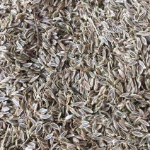日本甜当归种子，颗粒包满，发芽䔞高，欢迎广大种植户来电