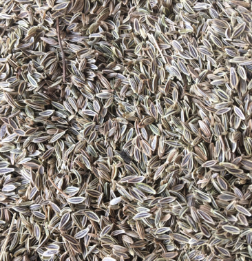 日本甜当归种子颗粒包满发芽30高欢迎广大种植户来电