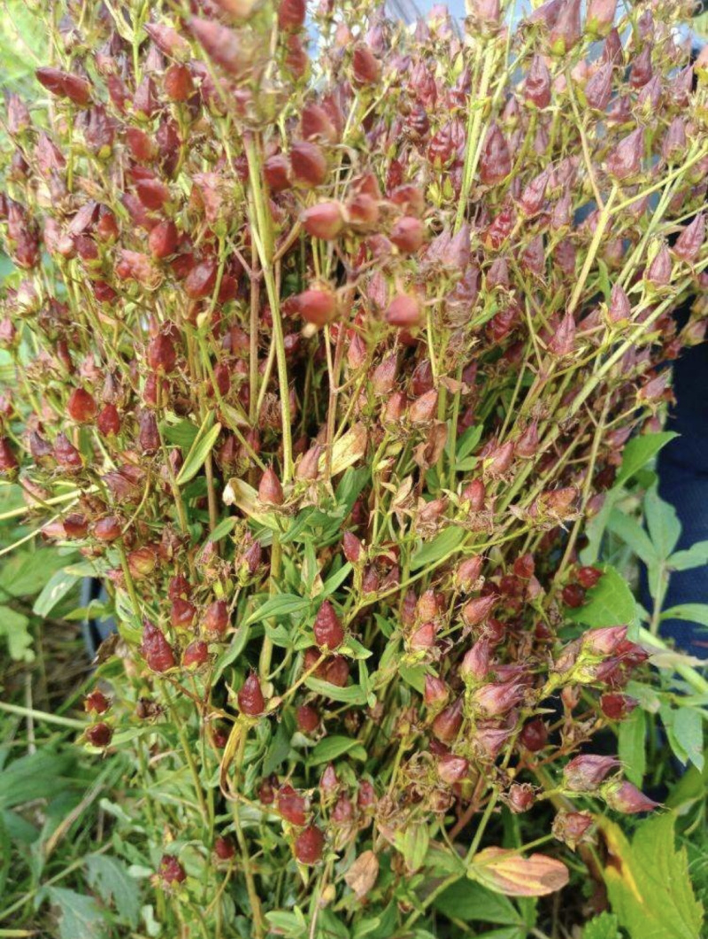 稳心草,大兴安岭稳心草,可泡茶,可泡酒.