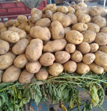 甘肃定西226白心土豆光滑薯形好