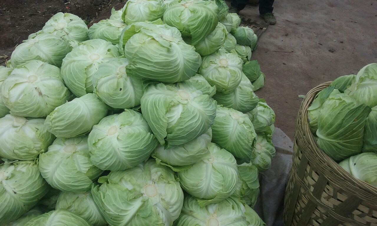 包菜在不同地区市场占有率对比图