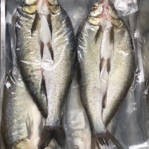 大白刁，靓货，鲜味十足。