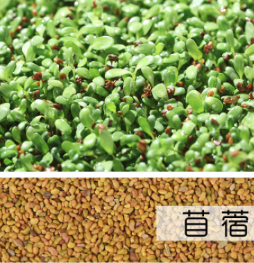 [苜蓿芽批发]紫花苜蓿 生苜蓿芽苗菜 大田种植苜蓿籽,牧草籽价格17.
