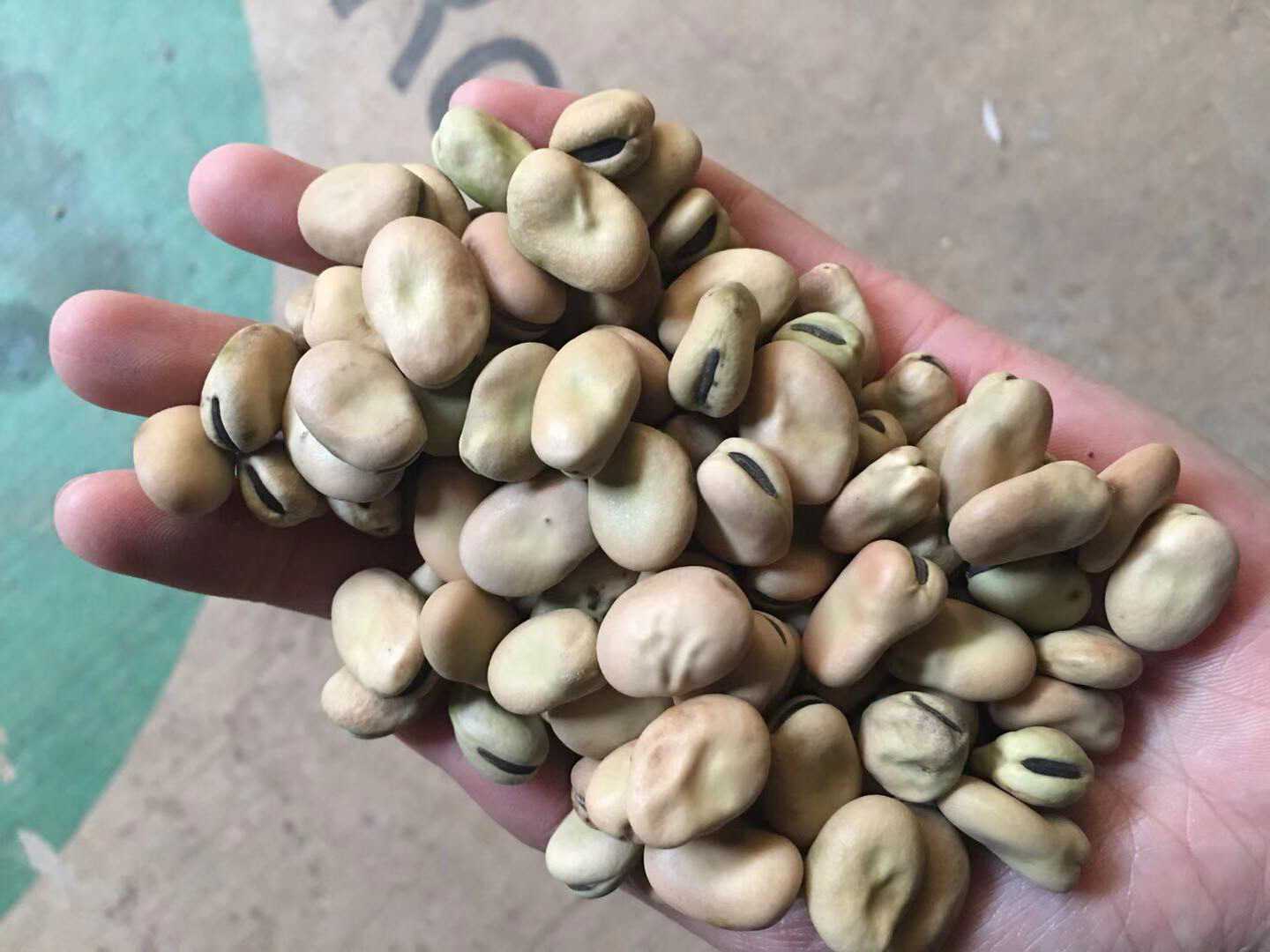 一位成年人手扶腹部坐在沙发上,表情略显不适,茶几上放着一碗煮熟的蚕豆和一杯水,旁边标注‘腹胀警示’标签 图片描述