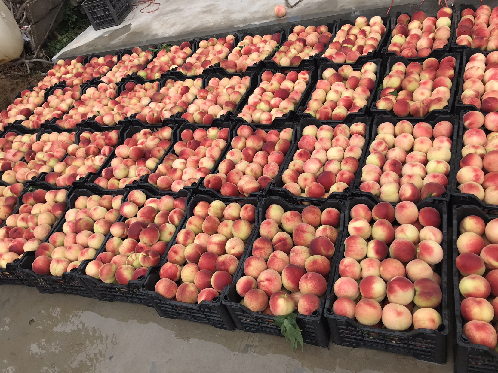 山东果农正在采摘成熟的冬桃,展示丰收场景与果实细节 冬桃采摘现场