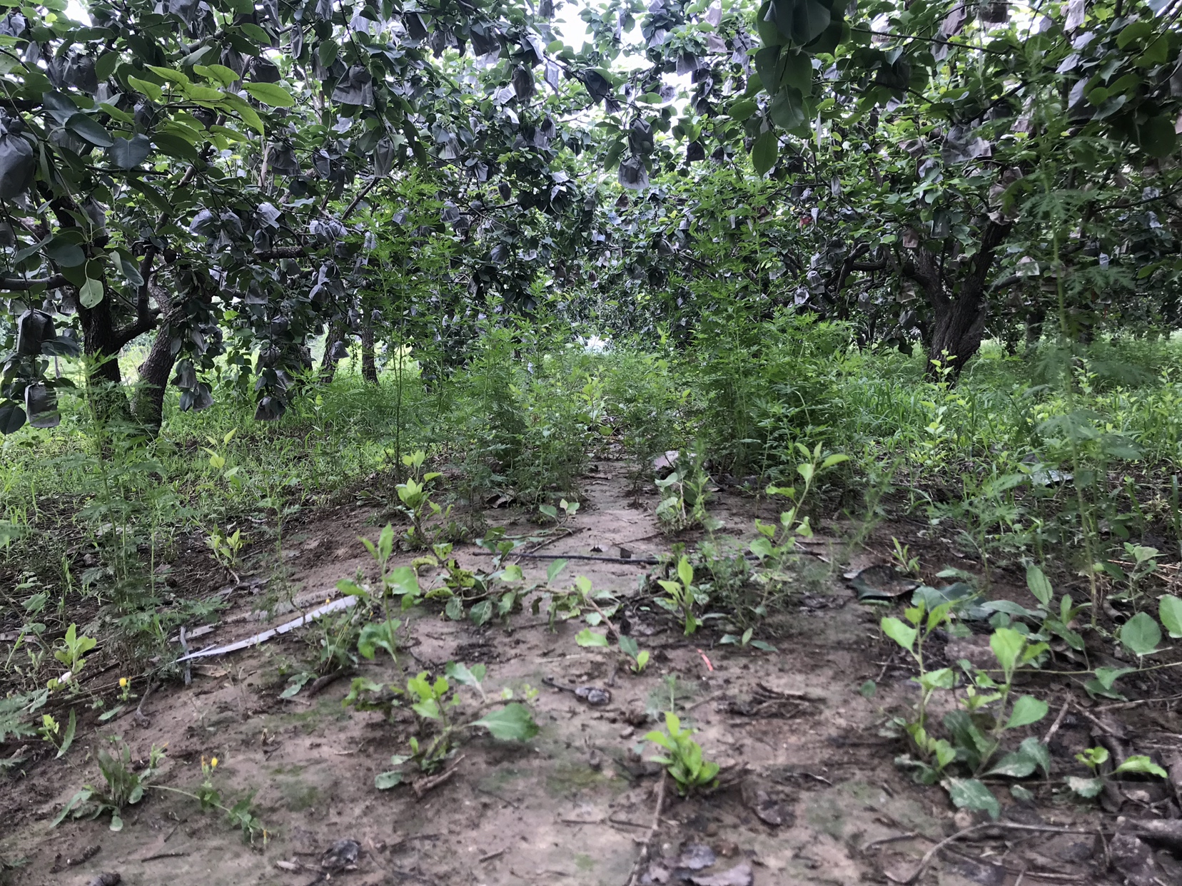 一片整齐的鸭梨种植园,春季开花期,树冠覆盖白色梨花,背景为华北平原典型农田地貌,远处有农用机械作业,土壤为沙壤土,适合鸭梨根系发育 鸭梨果园实景