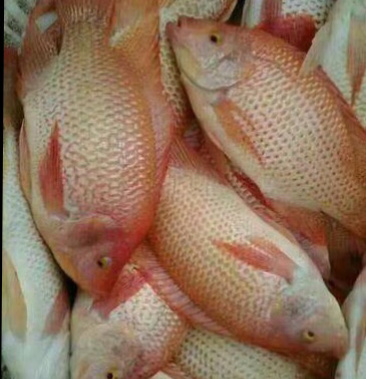 [罗非鱼苗批发]珍珠红罗非鱼苗, 有自孵水花价格0.18元/个 - 一亩田