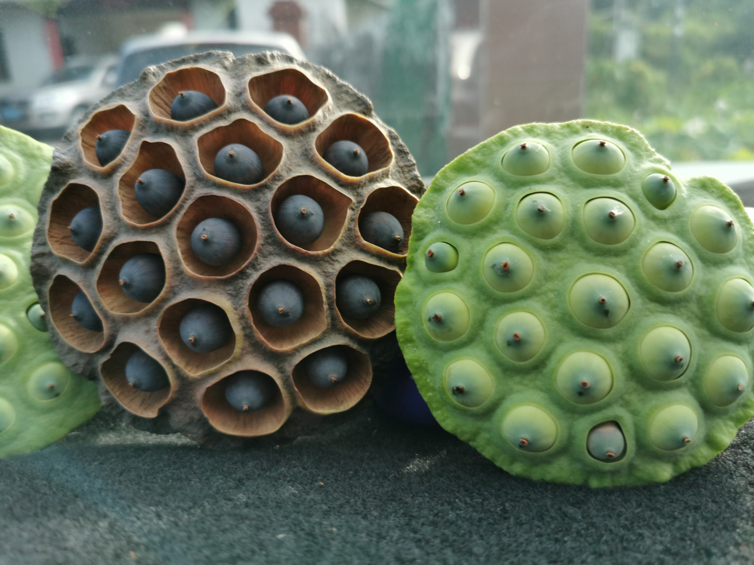 新鲜莲子与干莲子的对比图